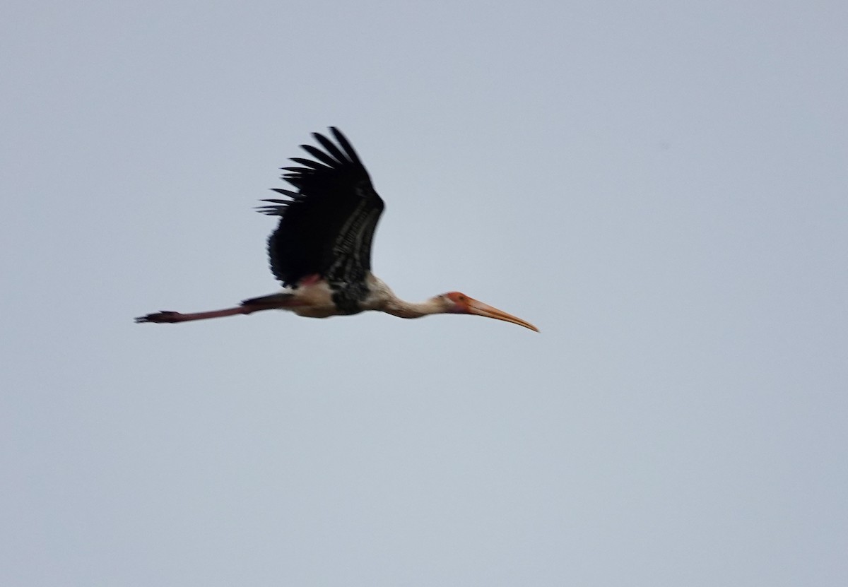 Painted Stork - ML646240957