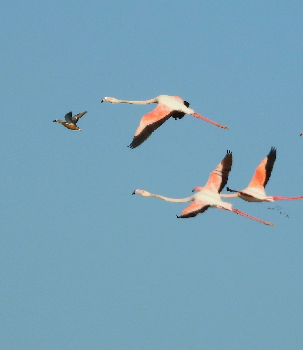 Greater Flamingo - ML646240959