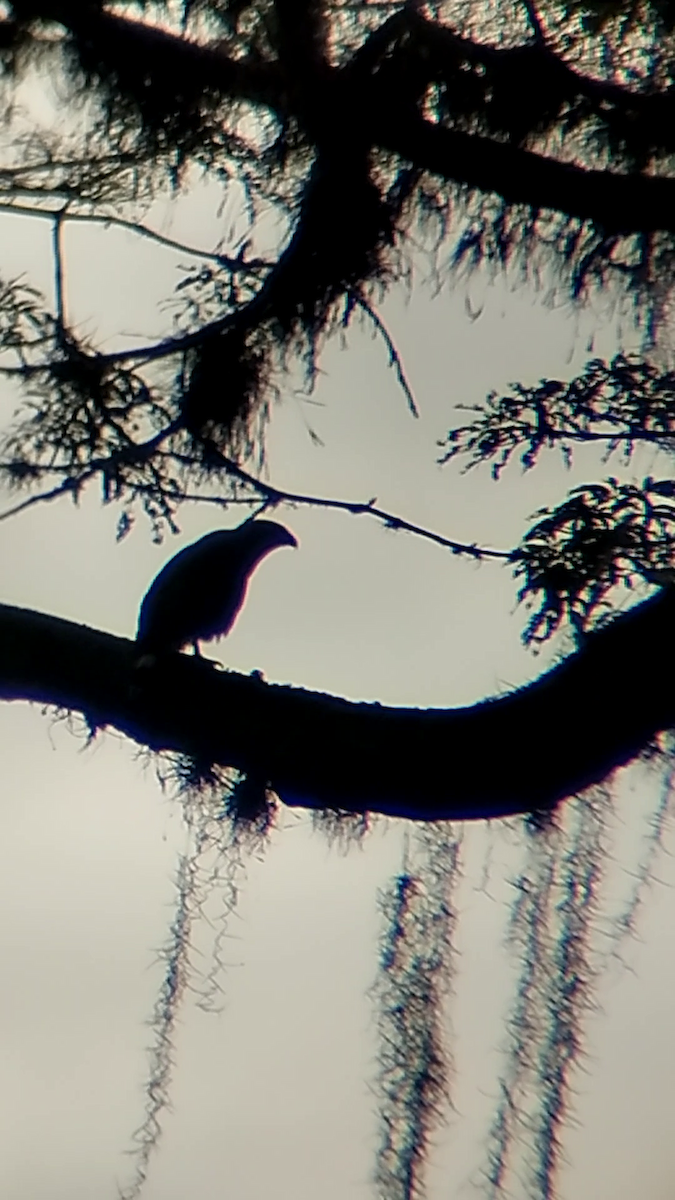 káně šedá - ML646240962