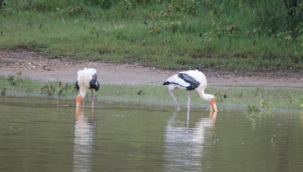 Painted Stork - ML646240970