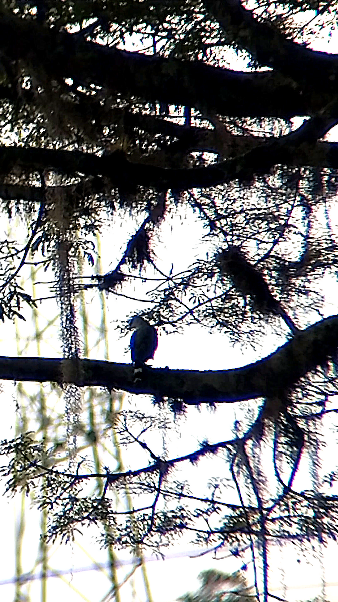 káně šedá - ML646240972