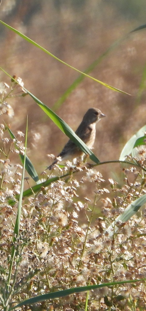 Eurasian Linnet - ML646240974