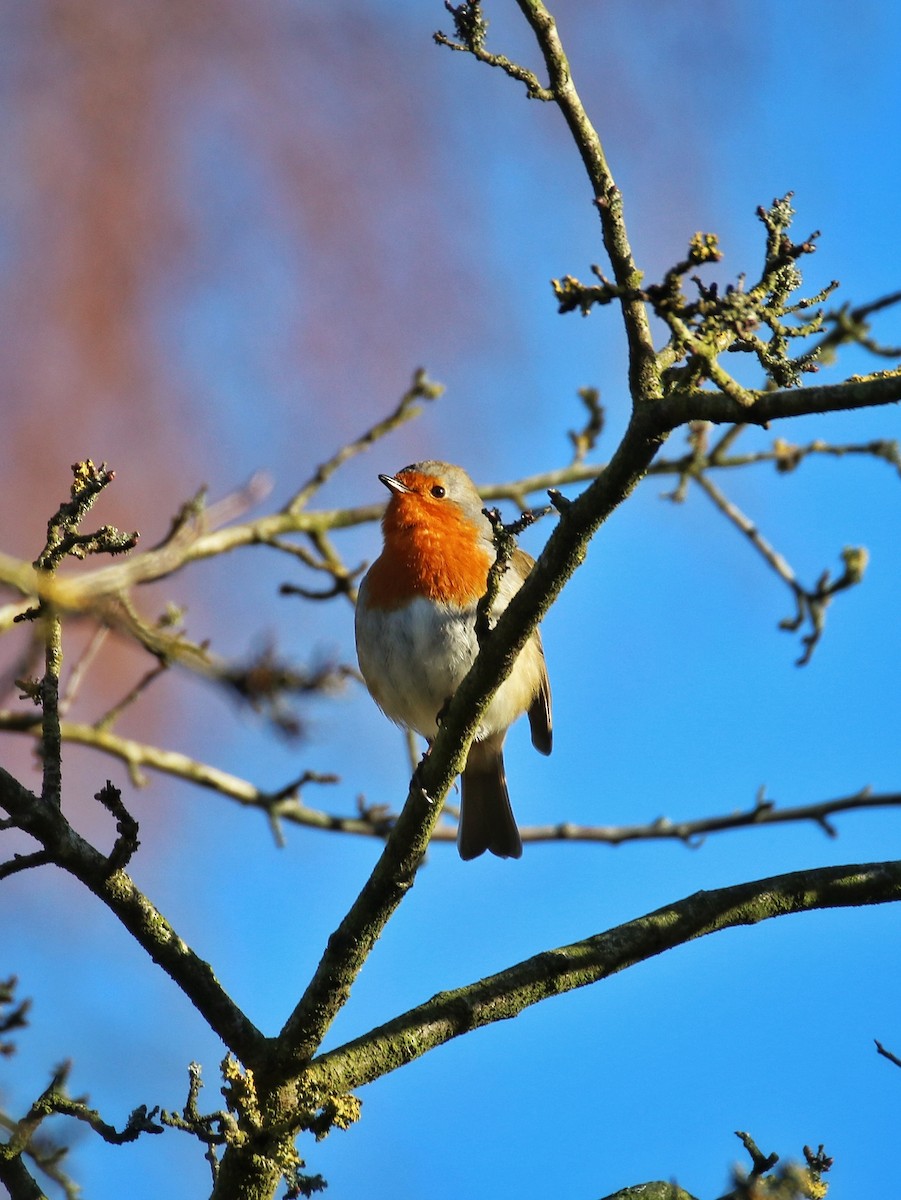 červenka obecná - ML646241003