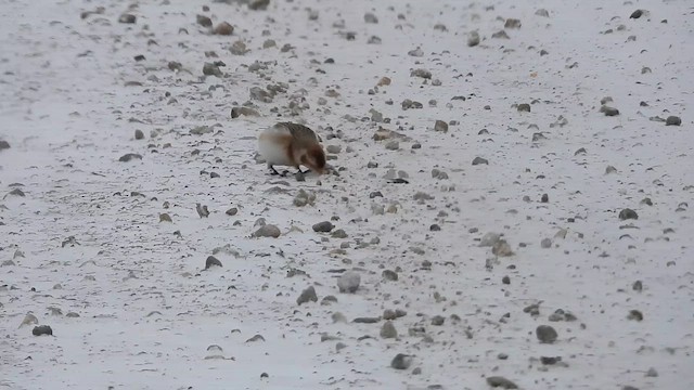 גיבתון שלג - ML646241011