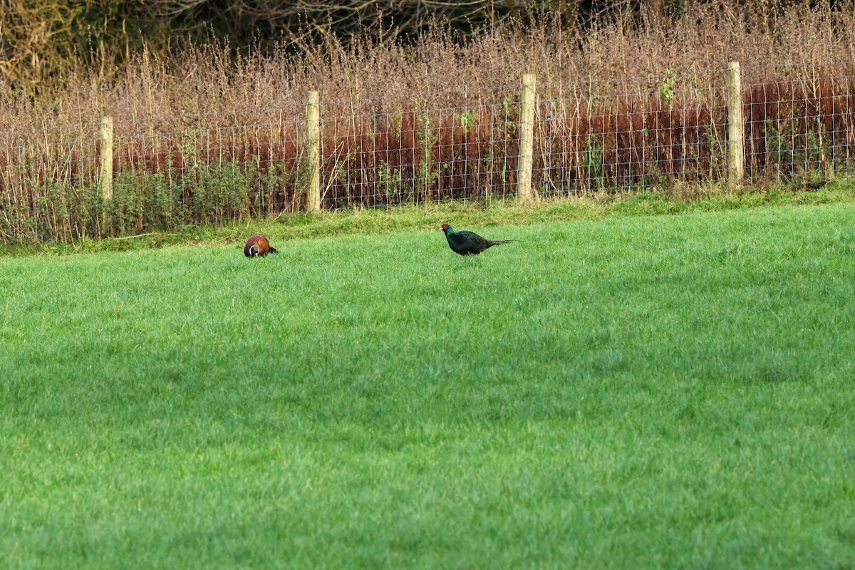 Ring-necked Pheasant - ML646241012