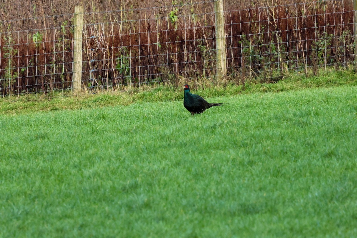Ring-necked Pheasant - ML646241016