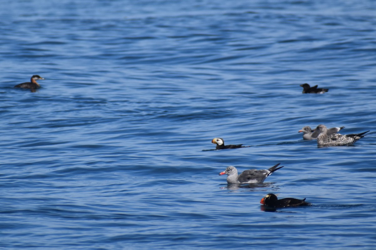Horned Puffin - ML646241027