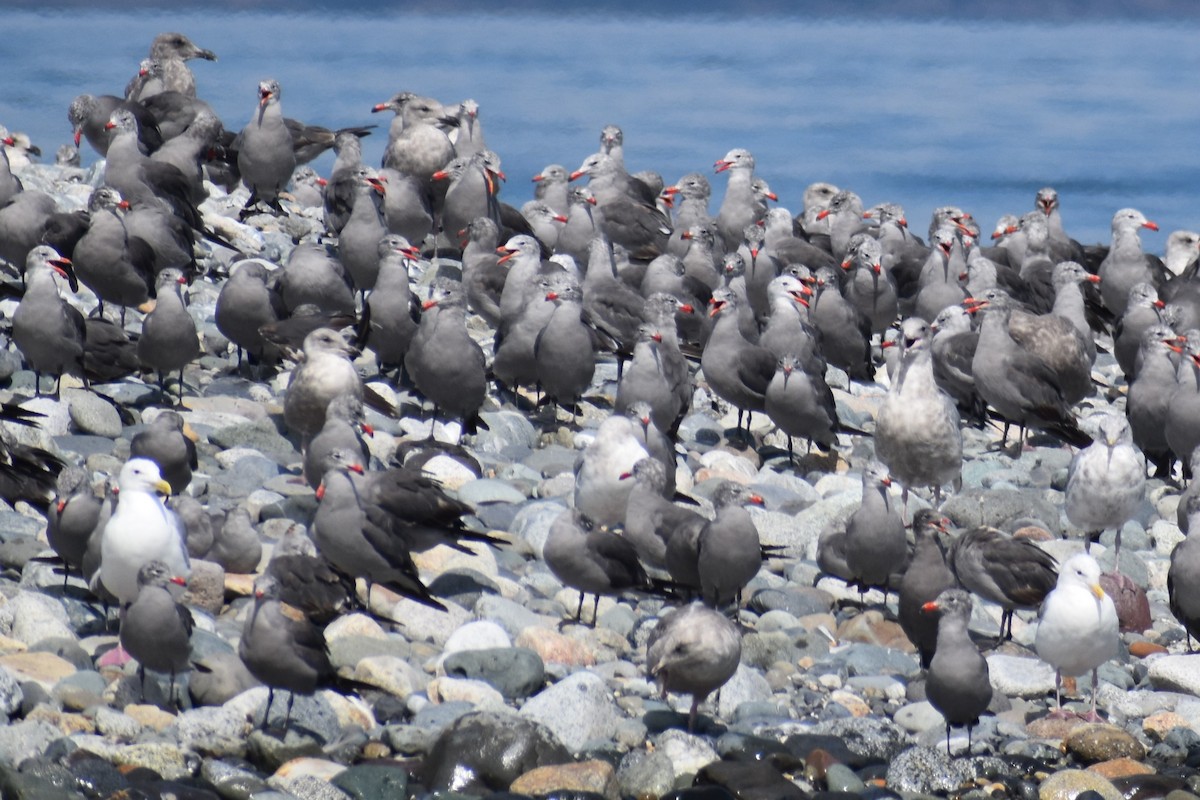 Heermann's Gull - ML646241064