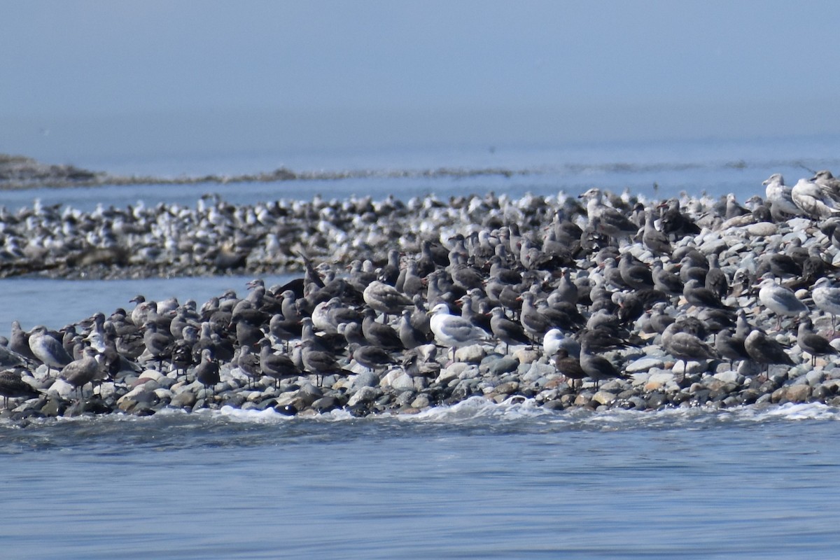 Heermann's Gull - ML646241065