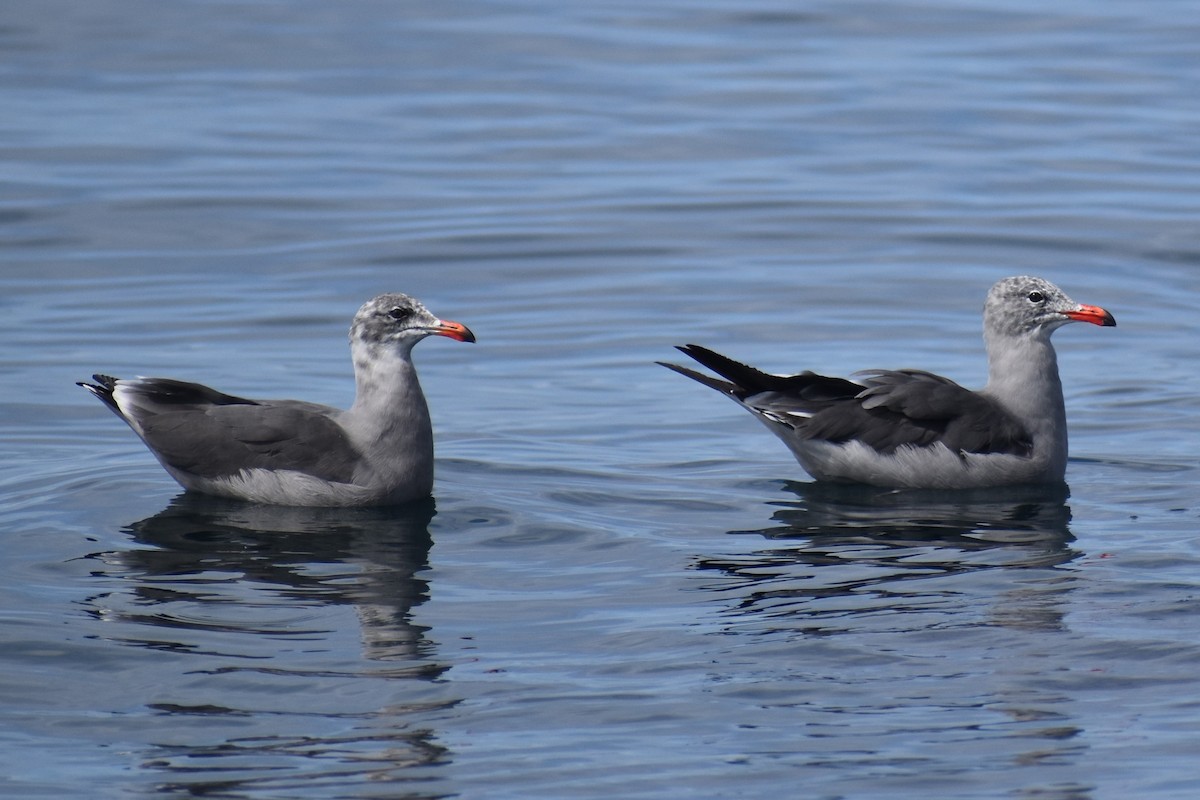 Heermann's Gull - ML646241066