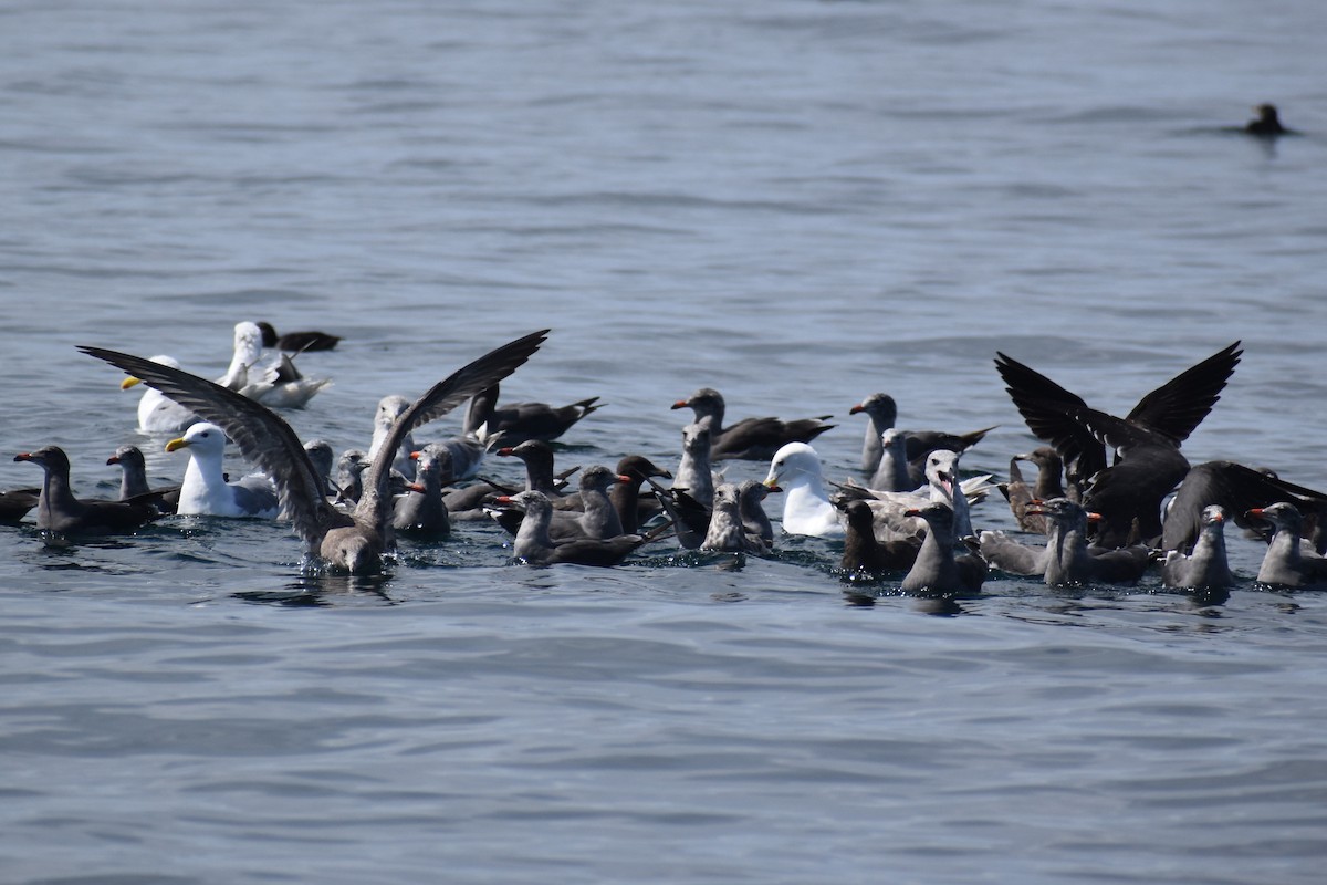 Heermann's Gull - ML646241067