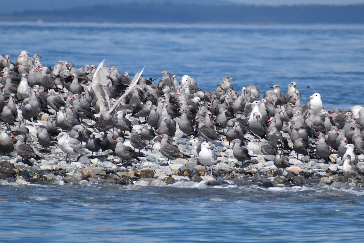 Heermann's Gull - ML646241068