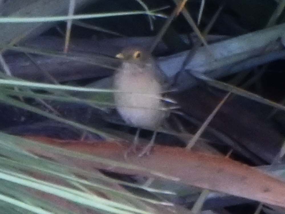 Желтоглазый дрозд - ML646241070