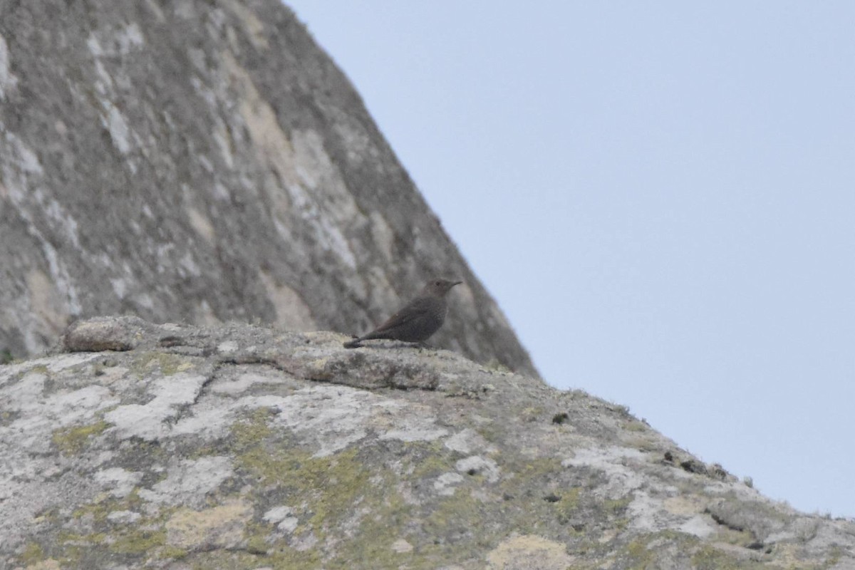 Blue Rock-Thrush - ML646241071