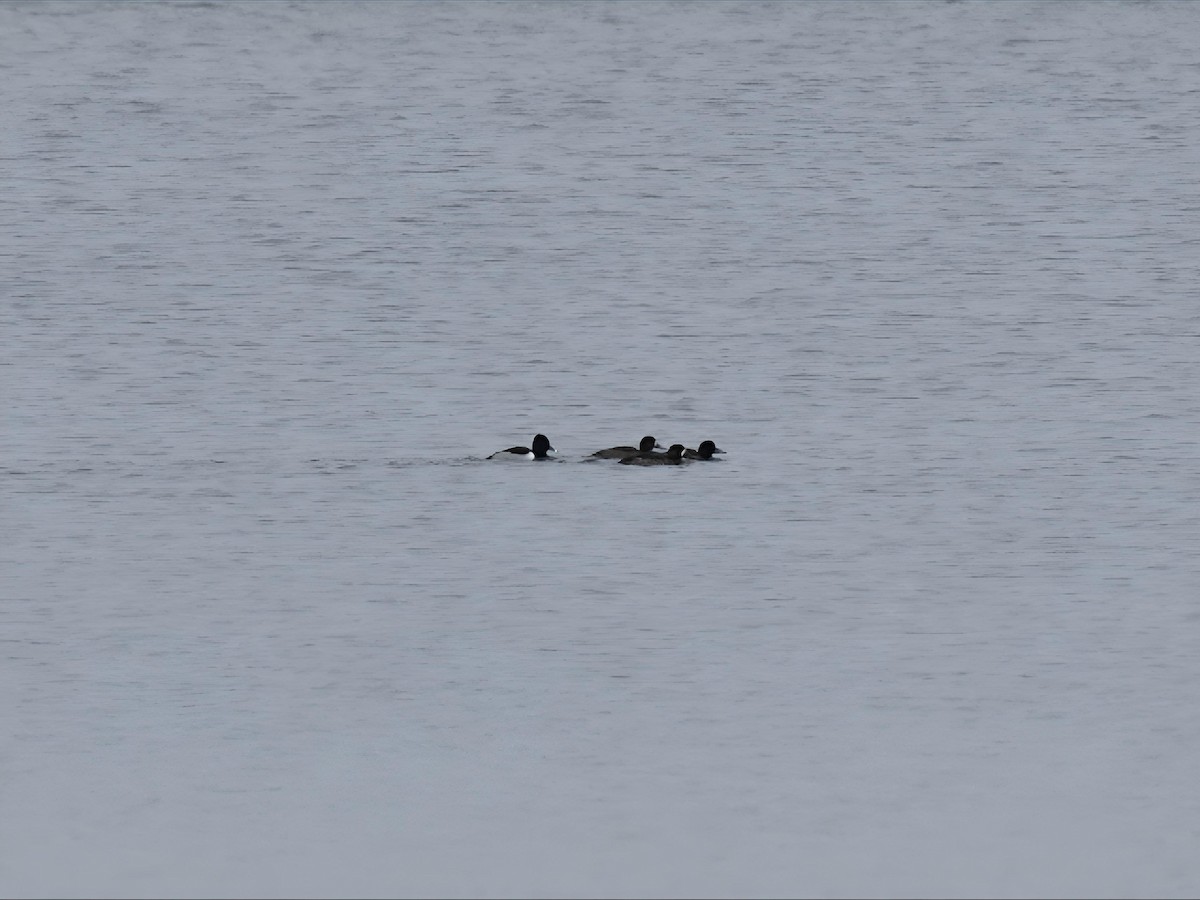 Ring-necked Duck - ML646241073