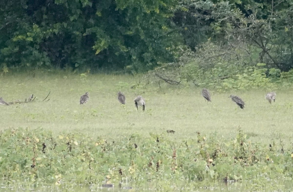 Indian Thick-knee - ML646241074