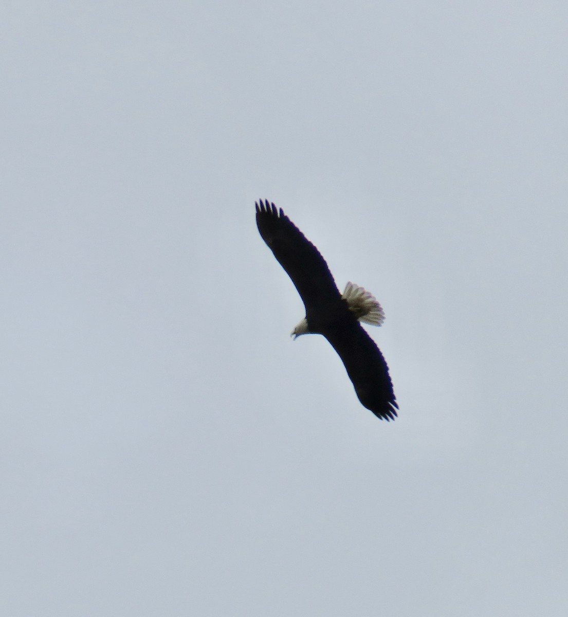 Bald Eagle - ML646241076