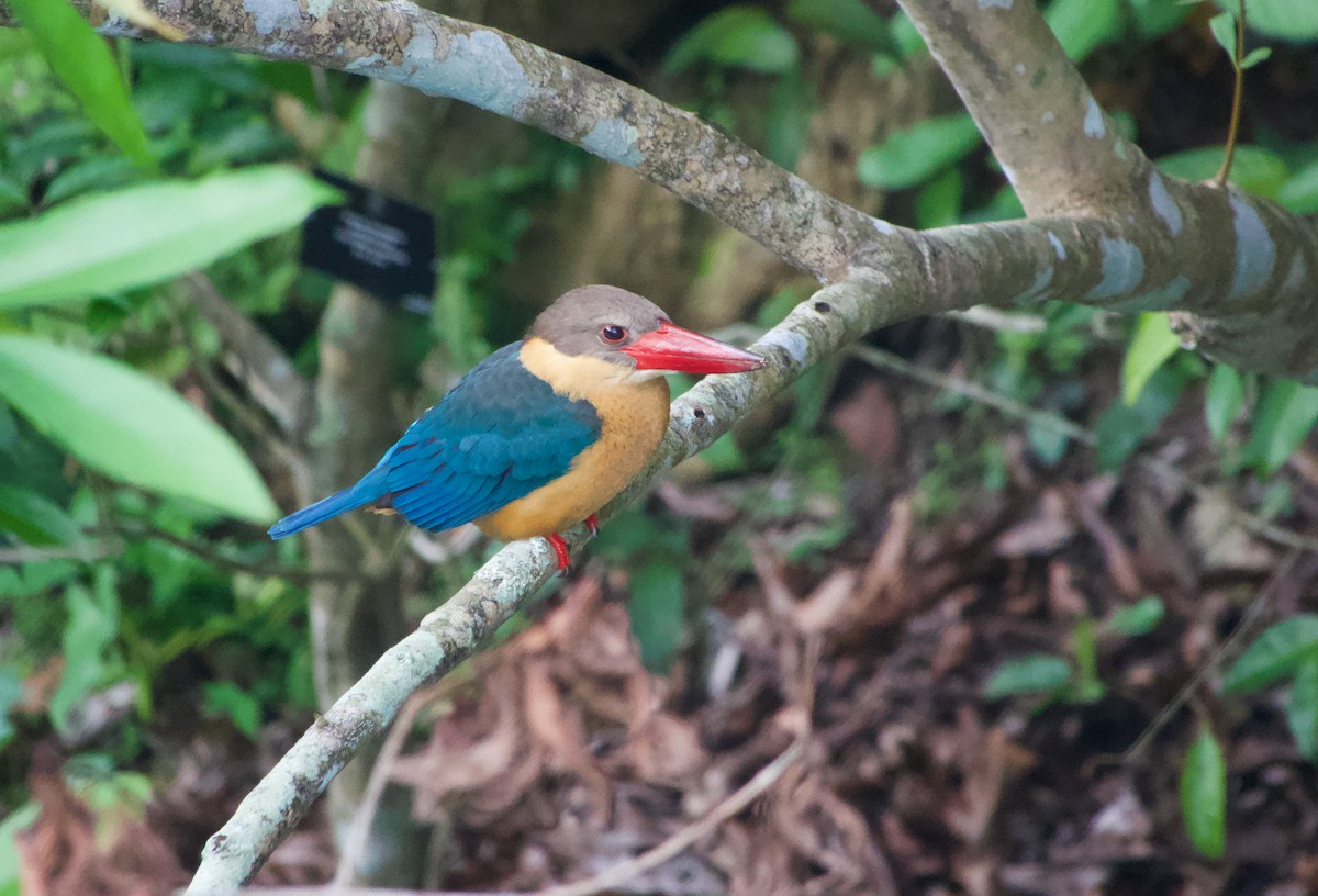 Stork-billed Kingfisher - ML646241087