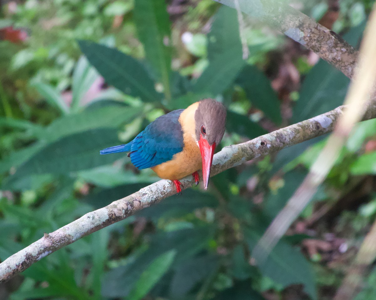 Stork-billed Kingfisher - ML646241088