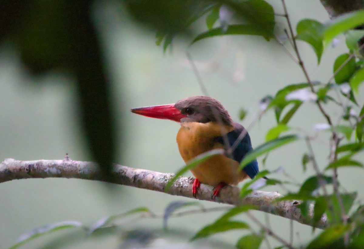 Stork-billed Kingfisher - ML646241089