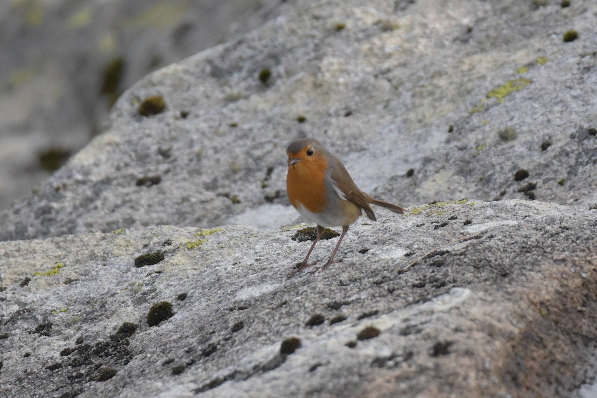 červenka obecná - ML646241100