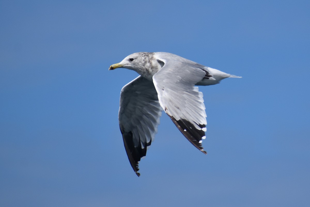 California Gull - ML646241114
