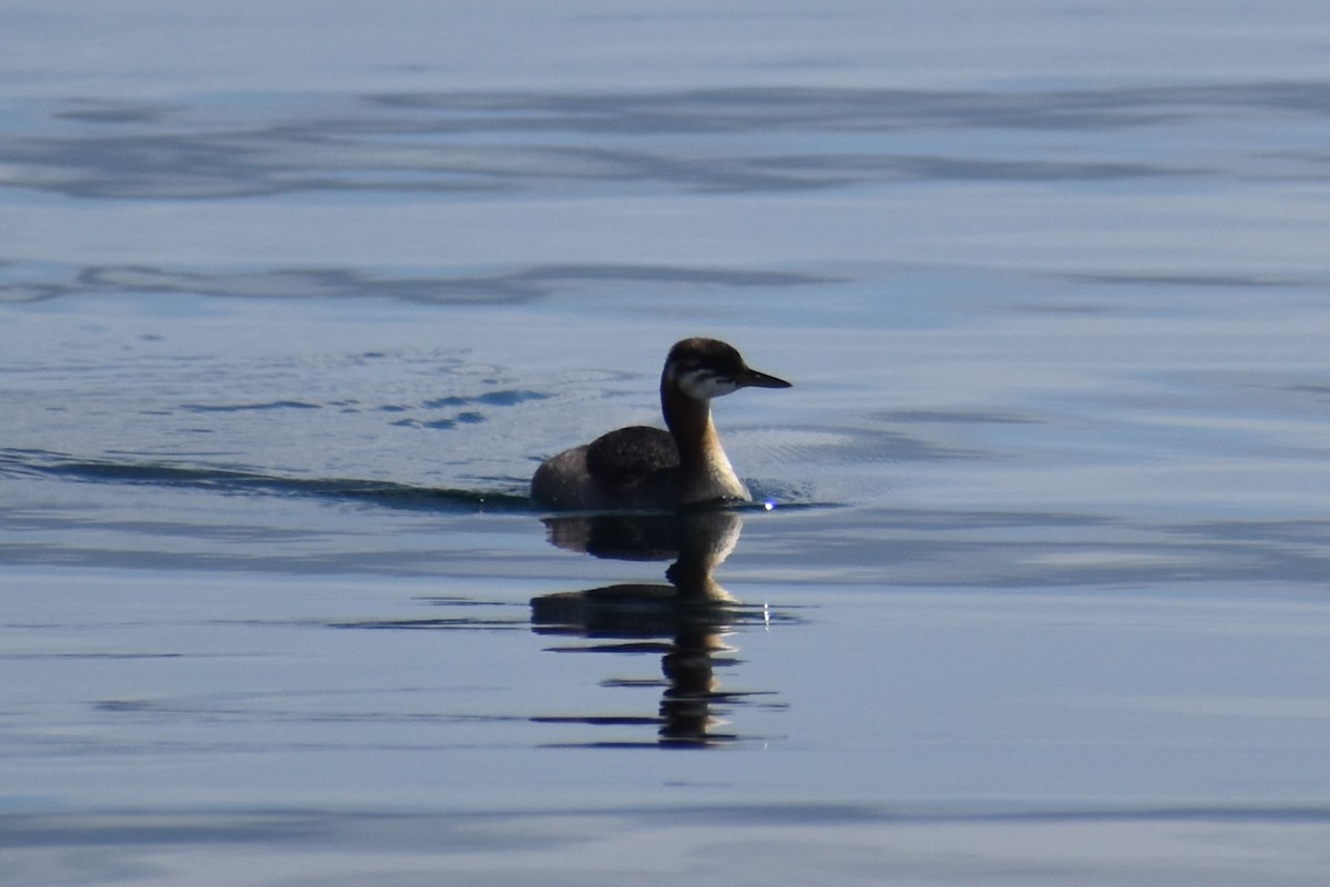Somormujo Cuellirrojo - ML646241122