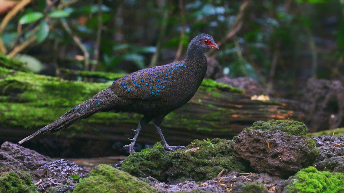 Germain's Peacock-Pheasant - ML646241123