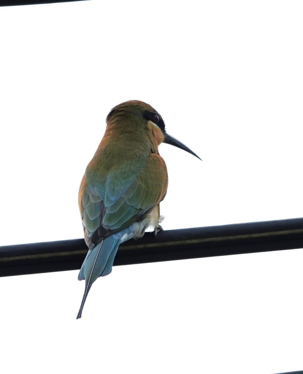 Blue-tailed Bee-eater - ML646241127