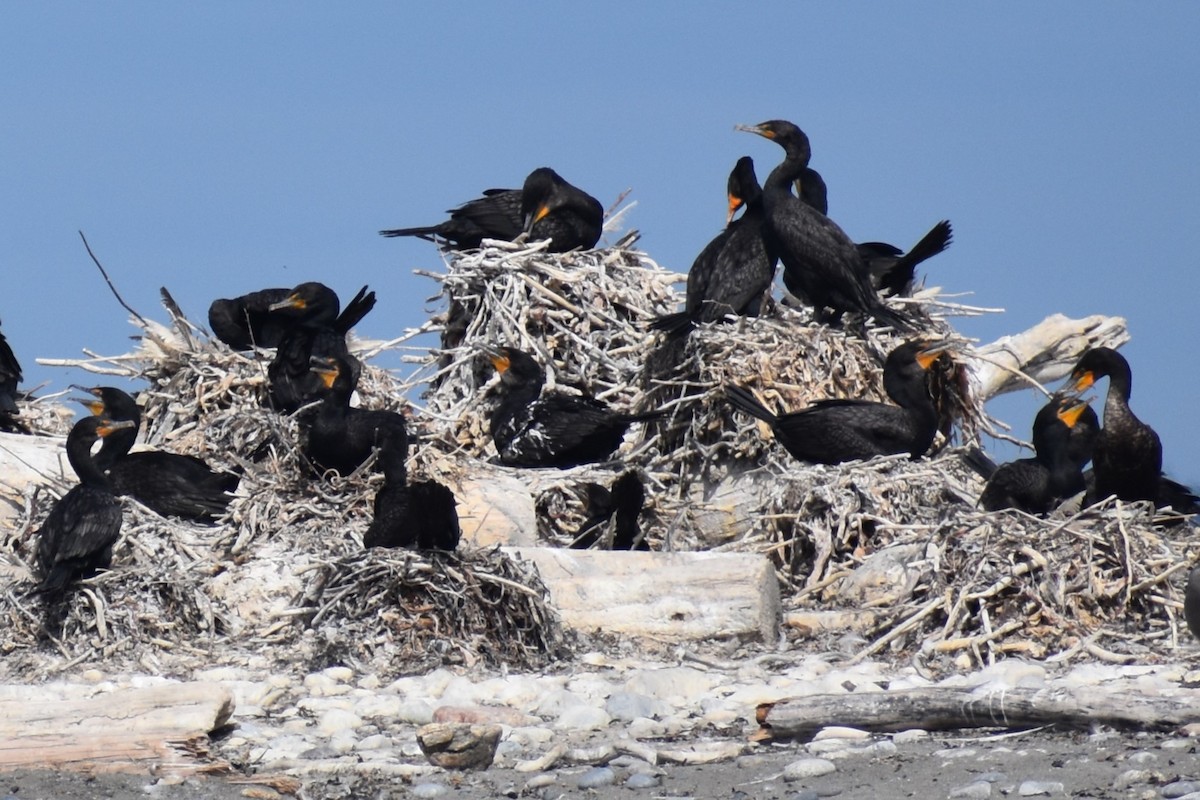 Double-crested Cormorant - ML646241128