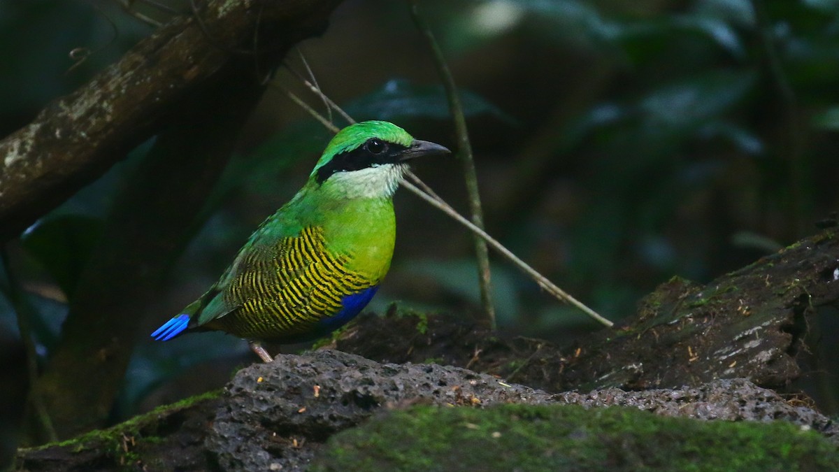 Bar-bellied Pitta - ML646241130