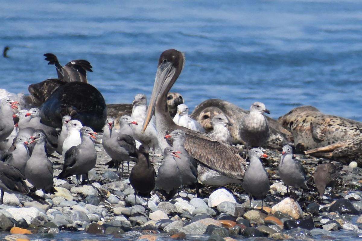 Brown Pelican - ML646241133