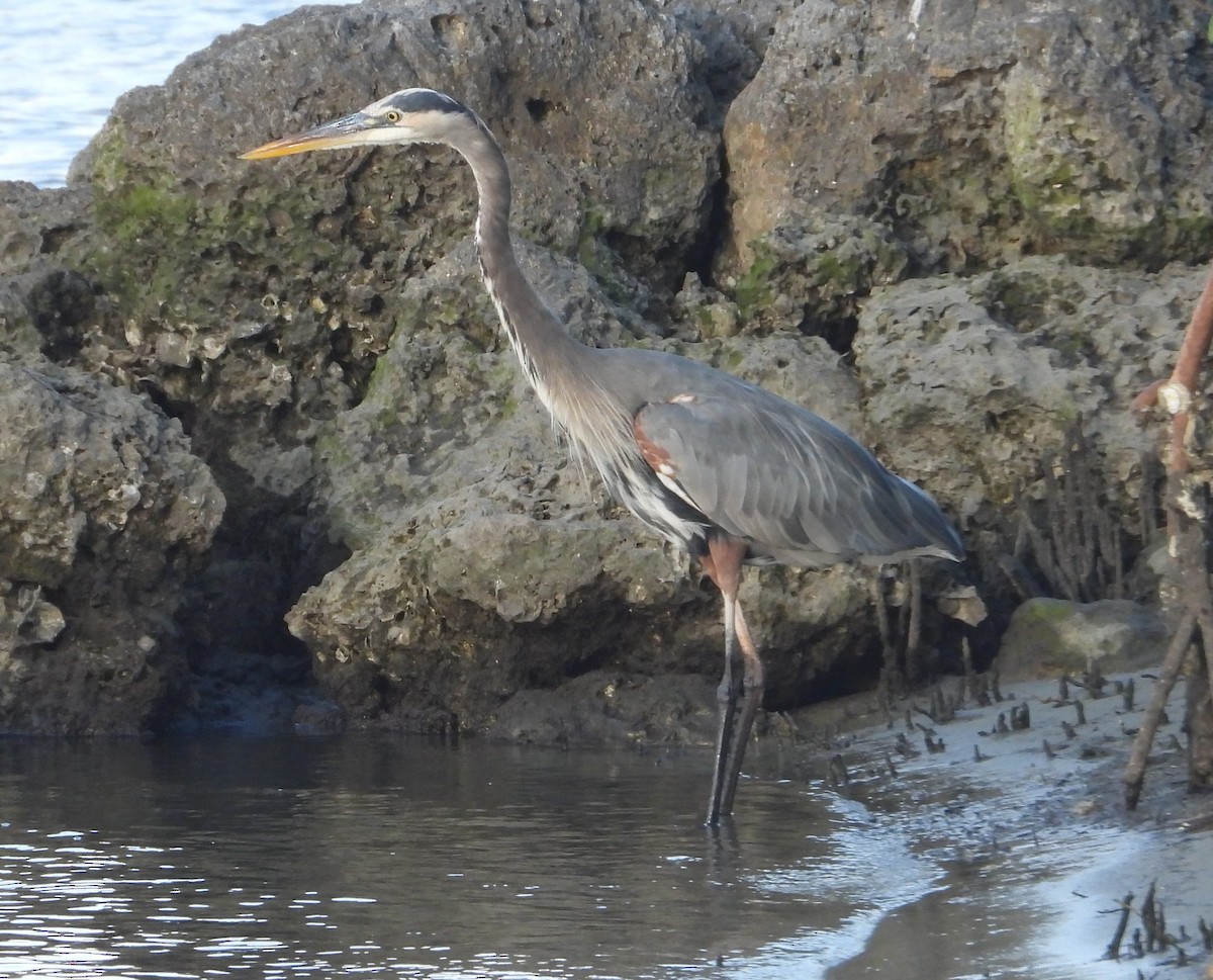Great Blue Heron - ML646241135