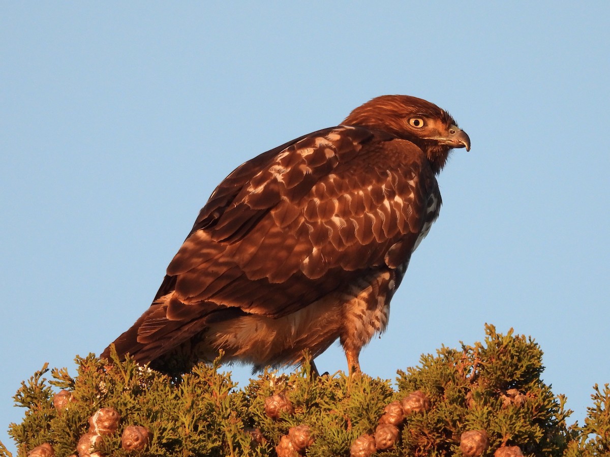 Red-tailed Hawk - ML646241139