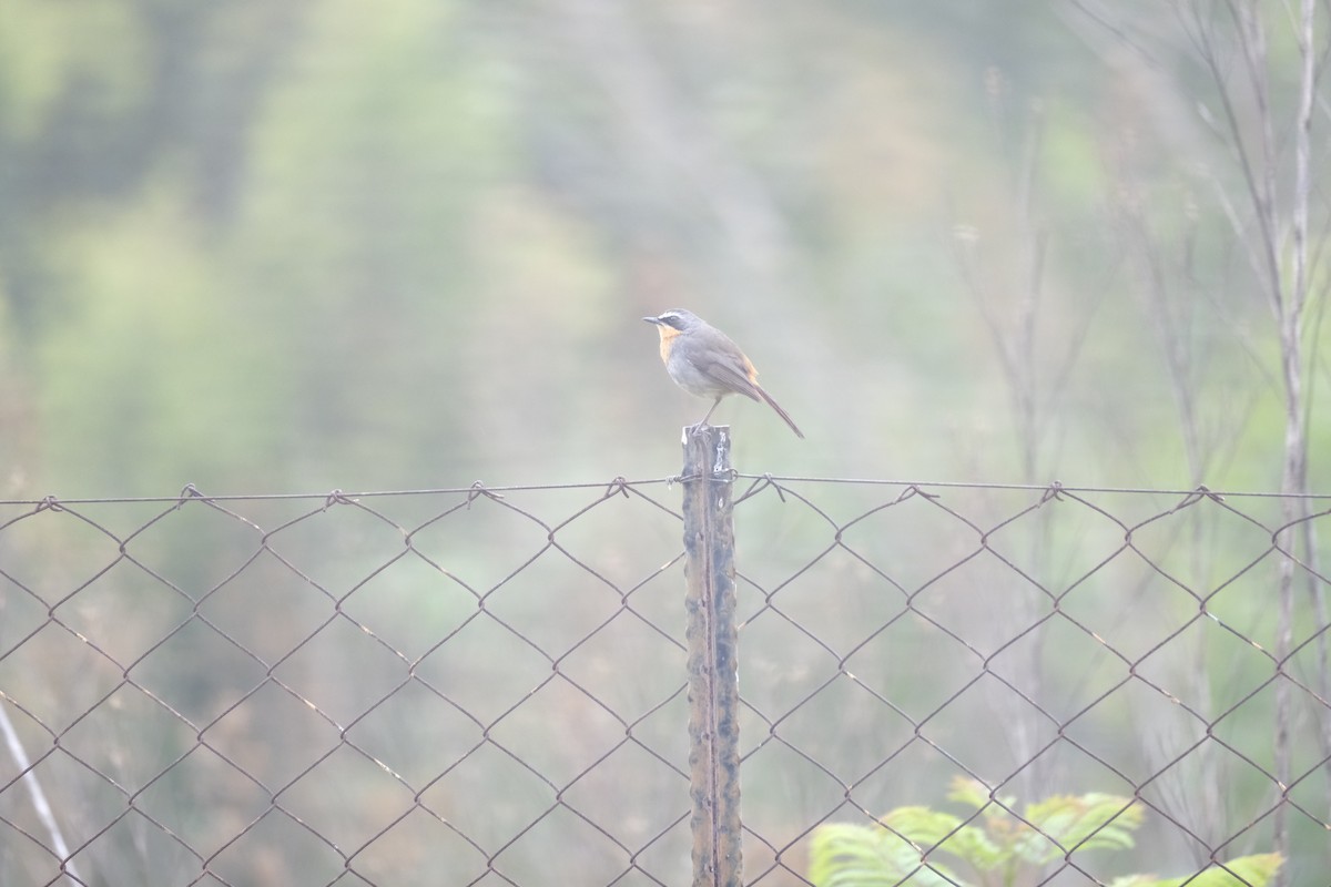 Cape Robin-Chat - ML646241141