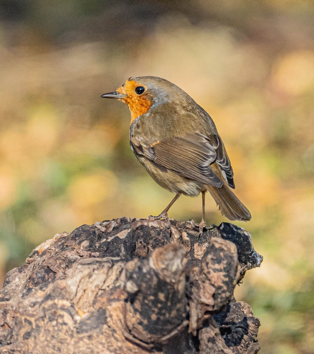 European Robin - ML646241142