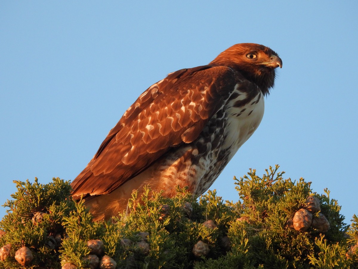 Red-tailed Hawk - ML646241146