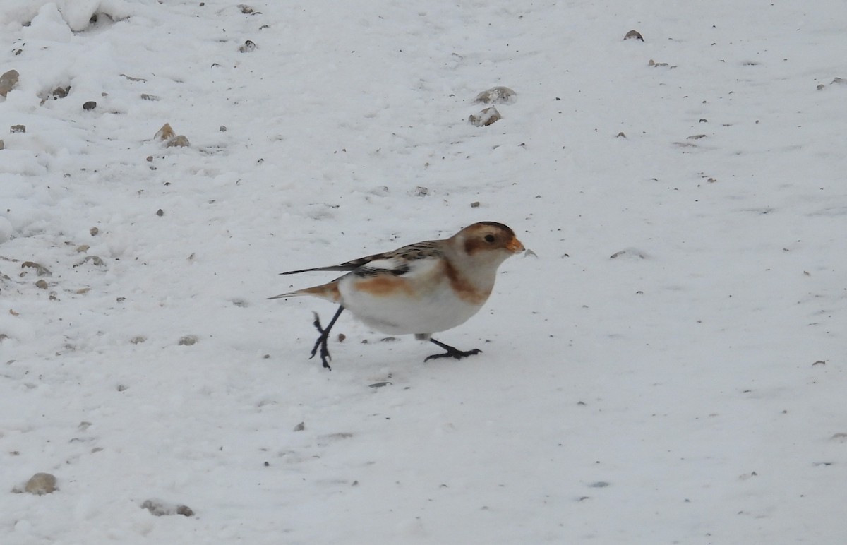 Snow Bunting - ML646241154