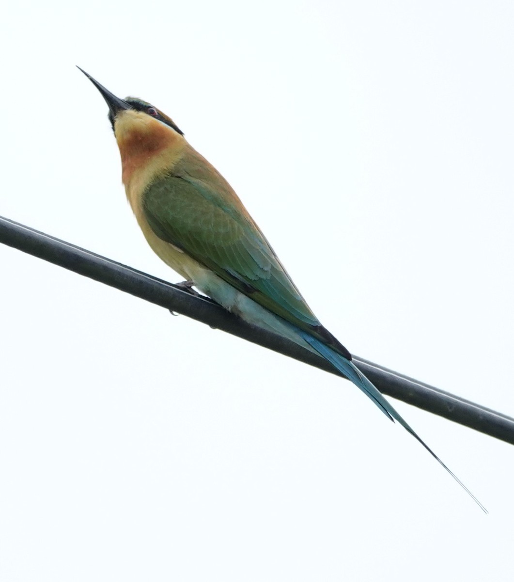 Blue-tailed Bee-eater - ML646241157