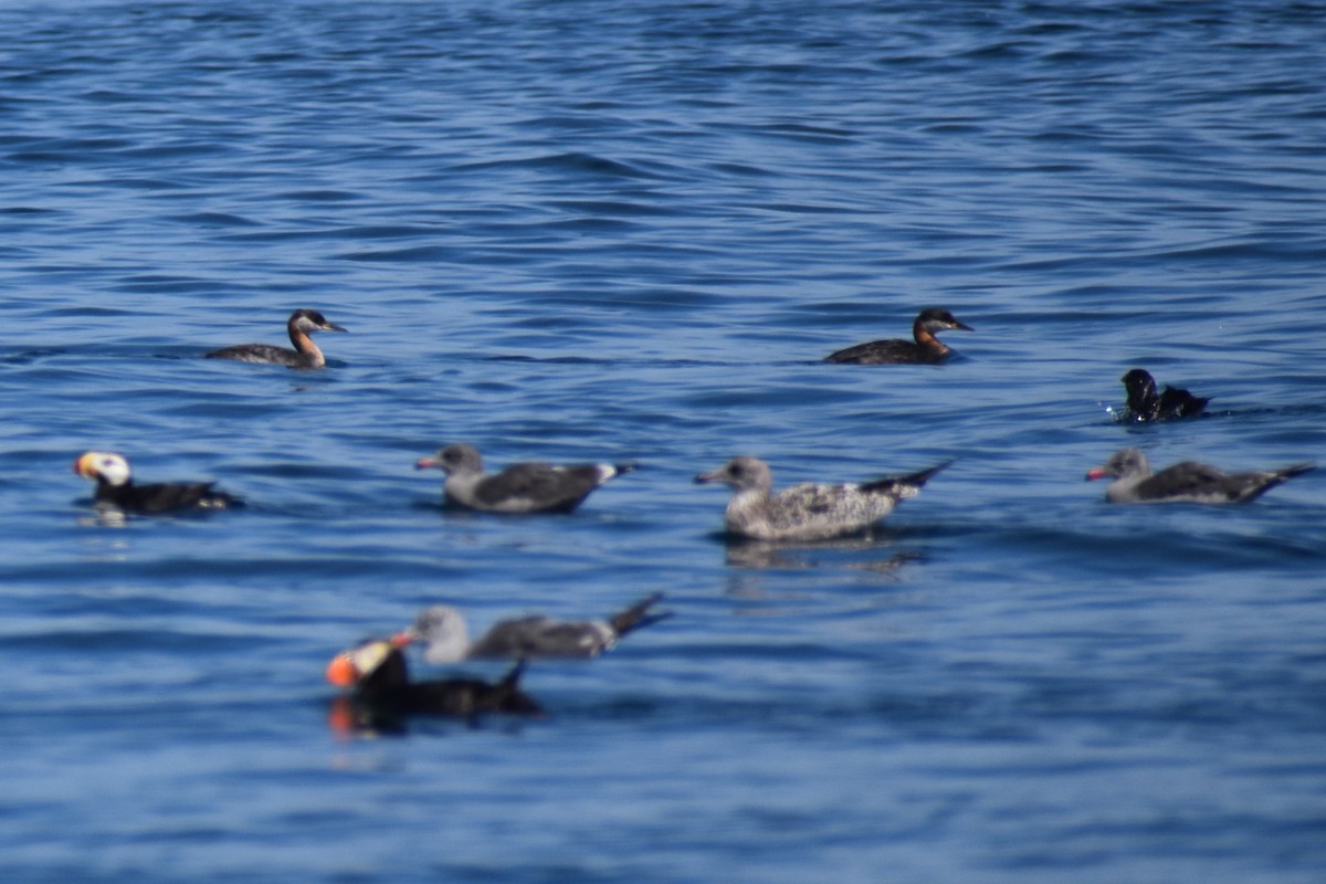 Somormujo Cuellirrojo - ML646241167