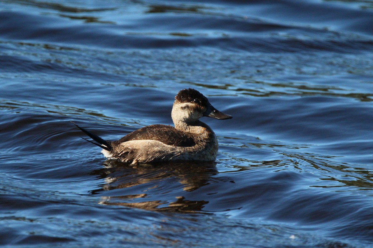 Amerika Dikkuyruğu - ML646241171