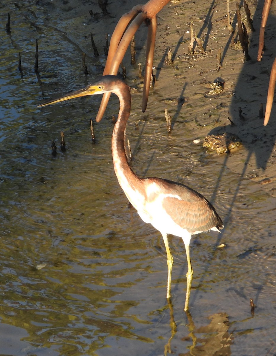 Tricolored Heron - ML646241172