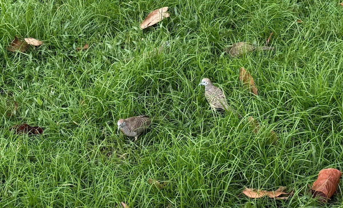 Zebra Dove - ML646241176