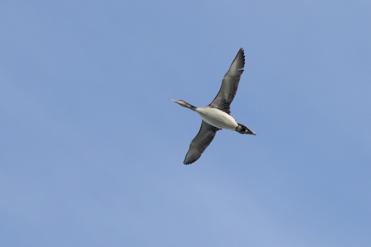 Strolaga maggiore - ML646241181