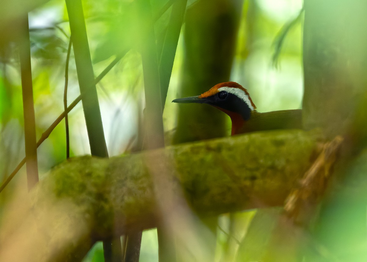 Malaysian Rail-babbler - ML646241182