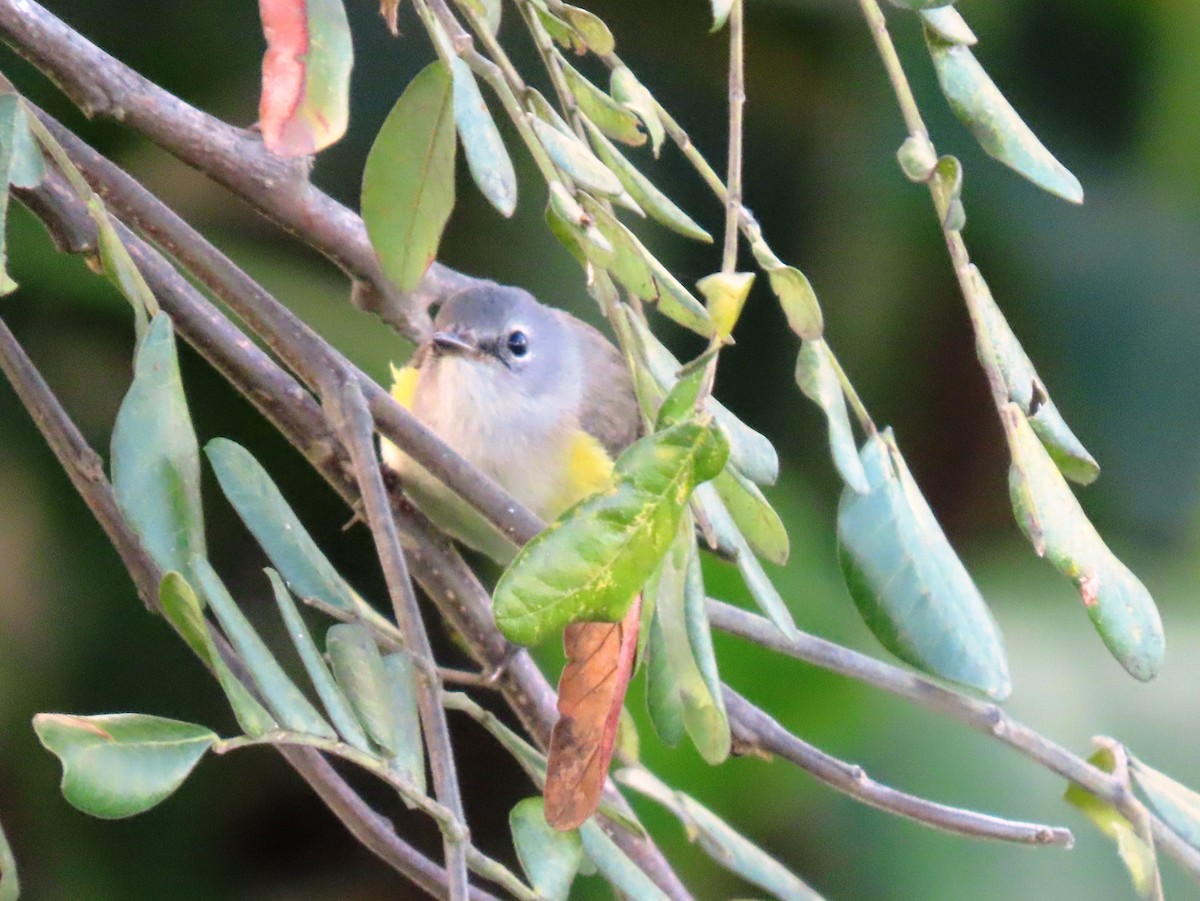 סבכון חכלילי - ML646241188
