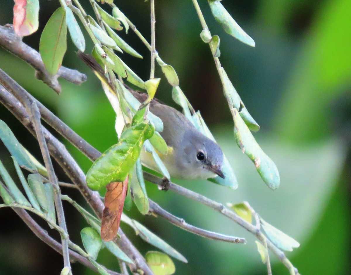 סבכון חכלילי - ML646241189