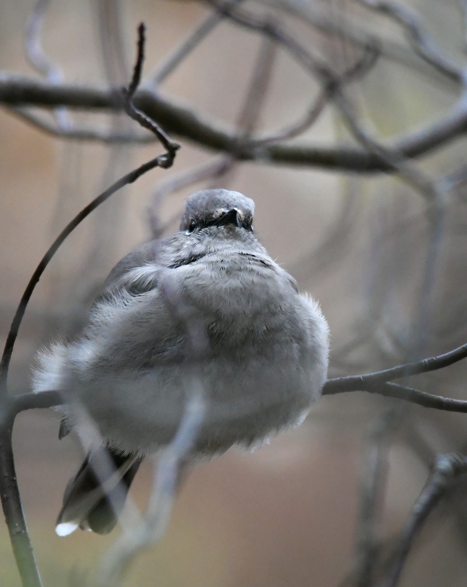 Townsend's Solitaire - ML646241190