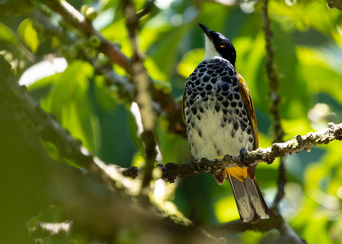 Bulbul écaillé - ML646241192