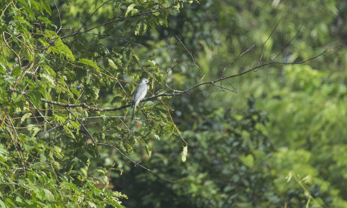 Ashy Drongo (White-cheeked) - ML646241197
